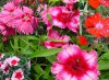dianthus chinensis druhy