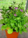 lobelia erinus druhy 3