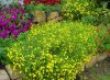 bidens ferulifolia výsadba