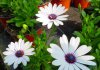 osteospermum ecklonis druhy 7