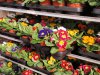 primula 