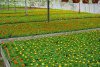 tagetes výroba