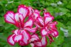 pelargonium peltatum druhy 4