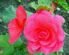 begonie tuberhybrida druhy 1