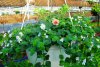 bacopa druhy 1