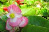 begonie semperflorens druhy 1