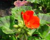 pelargonium zonale druhy 2