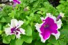petunia druhy 14