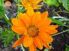 gazania rigens
