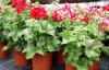 pelargonium plnokvěté