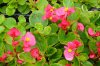 begonie semperflorens druhy 3
