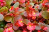 begonie semperflorens druhy 5