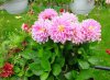 dahlia hortensis druhy 3