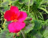 pelargonium zonale druhy 1