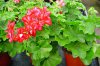 pelargonium peltatum druhy 1