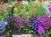 lobelia erinus výsadba