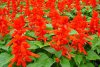 salvia splendens