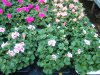 pelargonium 6