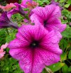 petunia druhy 2