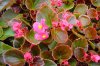 begonie semperflorens druhy
