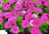 osteospermum ecklonis druhy 6