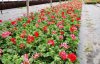 pelargonium výroba