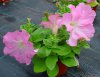 petunia druhy 17