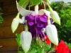 fuchsia 