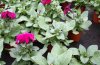 petunia 2