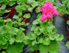 pelargonium zonale druhy 4