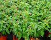fuchsia výroba