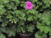 pelargonium peltatum, sv.fialové