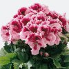 pelargonium grandiflorum 1