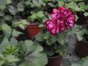 pelargonium peltatum, falovo-bíle