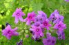 verbena druhy 5