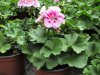 pelargonium zonale růžové s okem