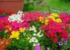 nemesia strumosa druhy
