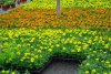 tagetes sadba výsadby