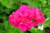 pelargonium peltatum druhy 6